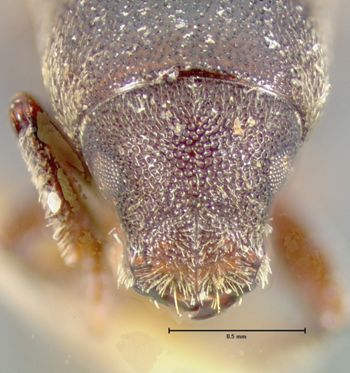 Media type: image;   Entomology 958 Aspect: head frontal view